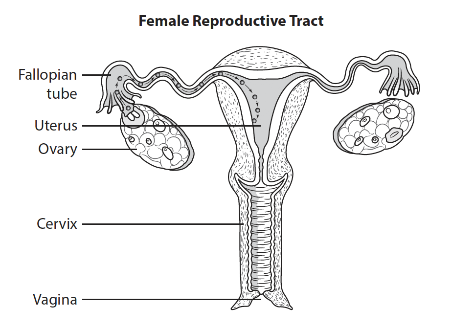 Knowing Your Body; Understanding Your Menstrual Cycle And Fertile Window