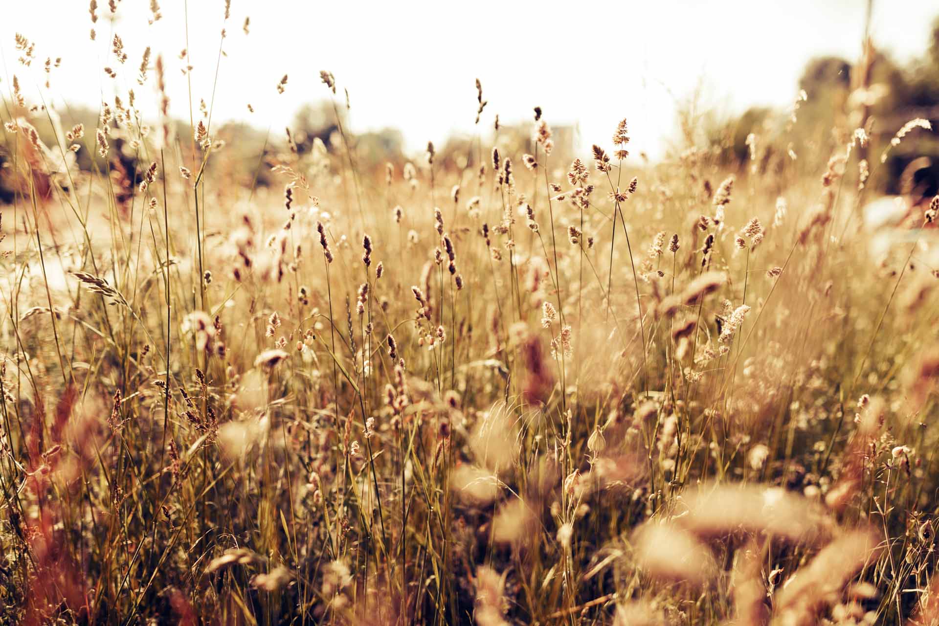 portrait-of-beautiful-green-meadow-on-sunlight-2021-08-26-17-33-27-utc
